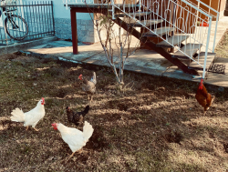 Las gallinas de los vecinos